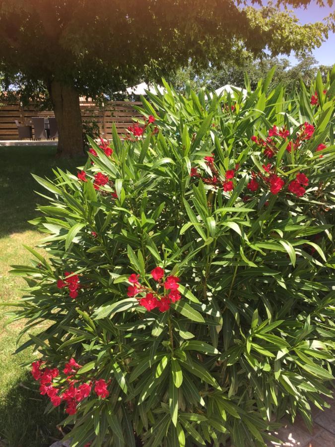 Cadalen Domaine De La Vigne Bed & Breakfast エクステリア 写真